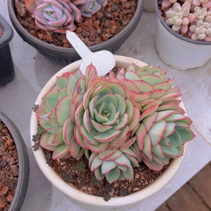 健健康康平平安安多肉植物