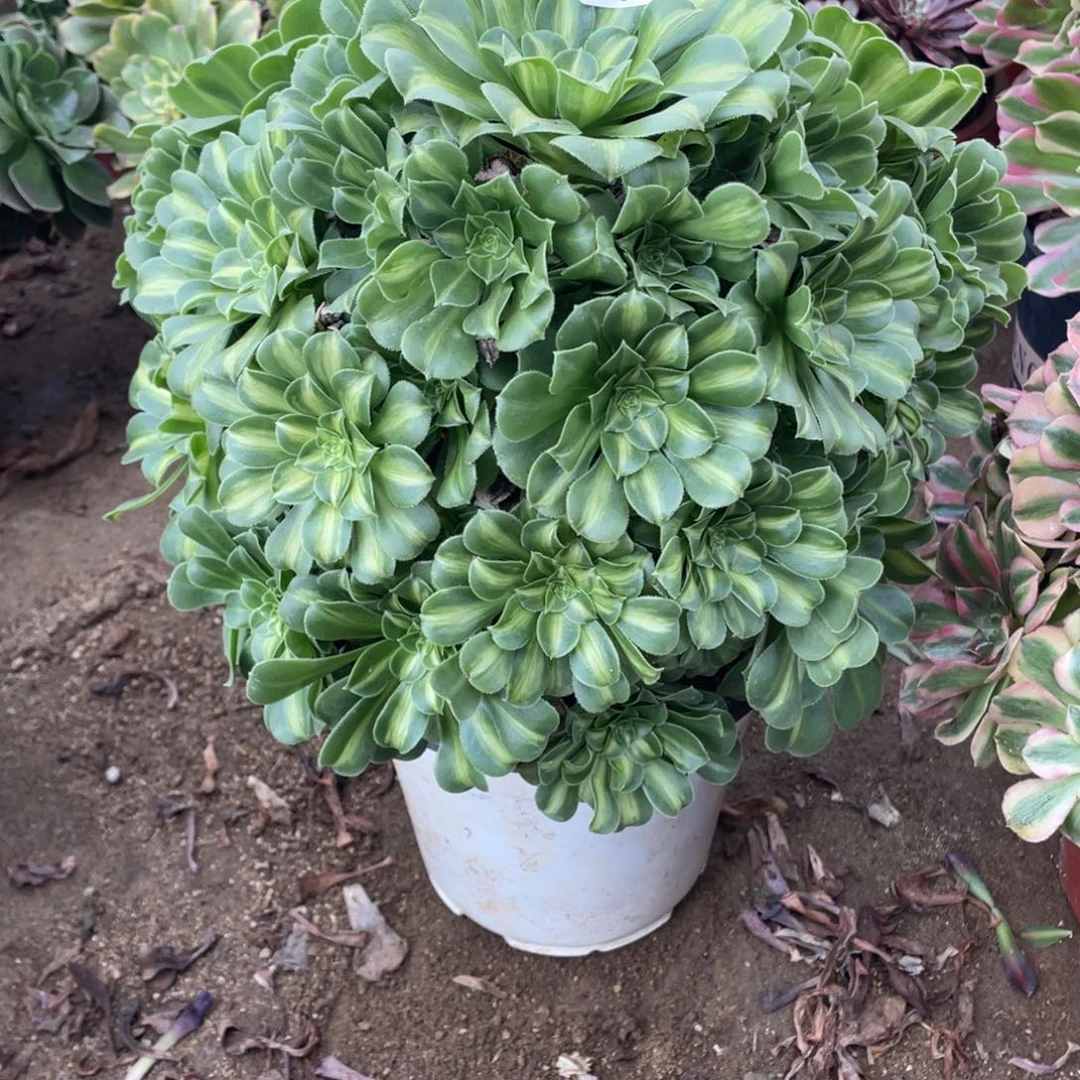 930翡翠多肉法师断枝不包