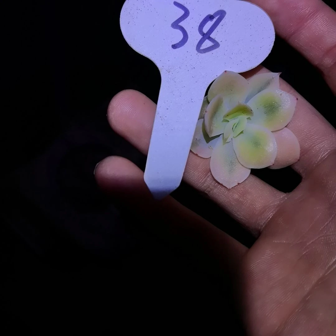 陆*星娜塔锦二代侧芽