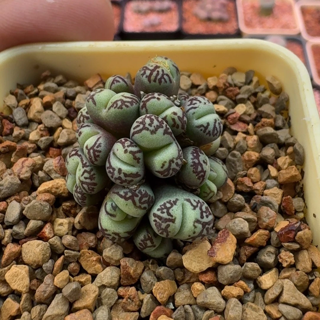 哟***猴云缦精品番杏18.10