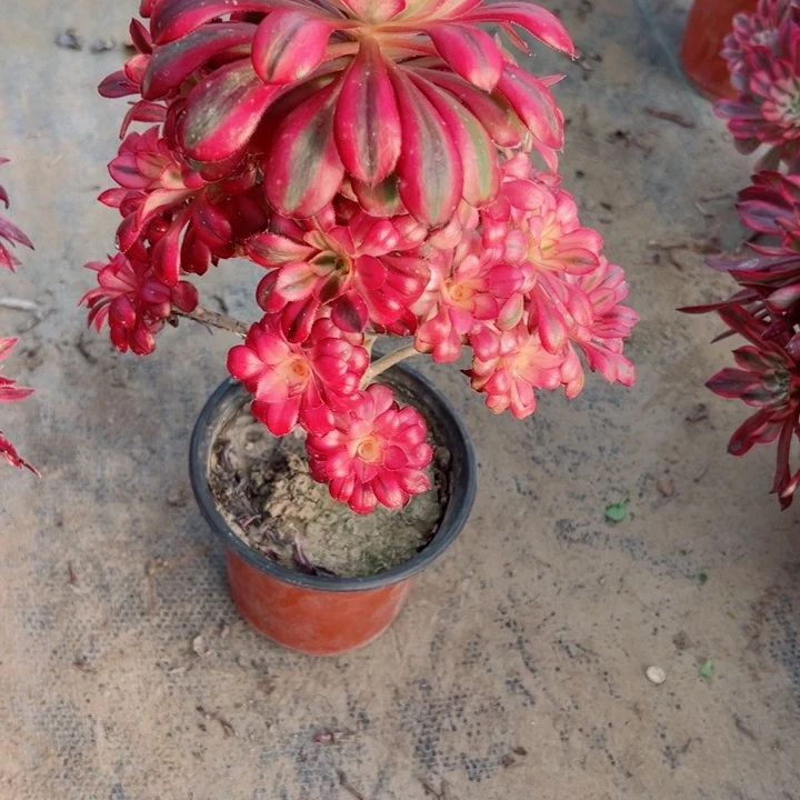 281香奈儿多肉植物的