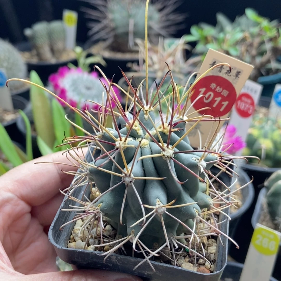 实生狂刺黑罗刹一颗仙人球