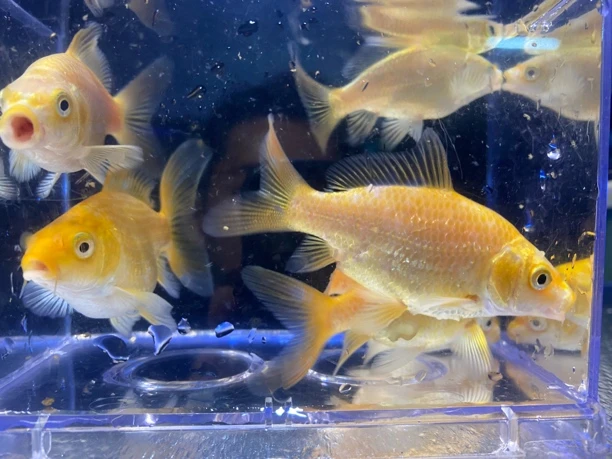 圆头鹰嘴大手鳍满臀鳍红蝴蝶鲤观赏鱼