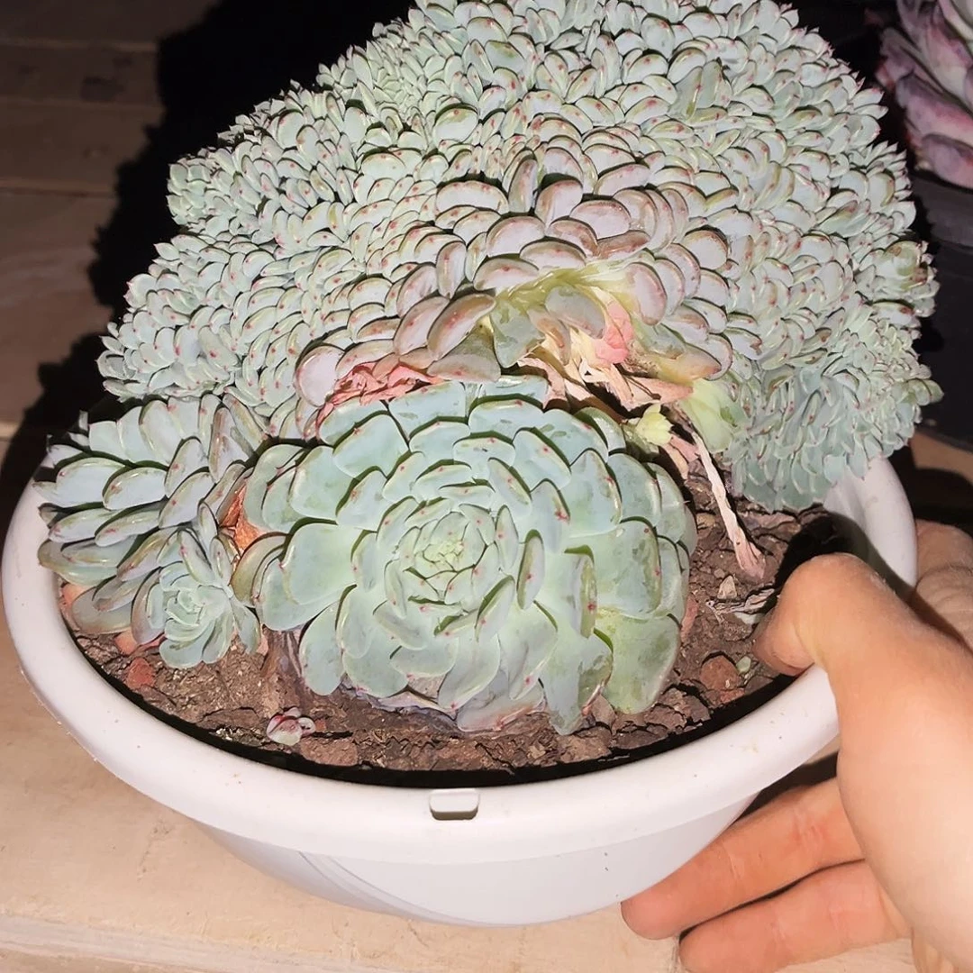 楠*妮白胖子缀龙头39.99多肉植物