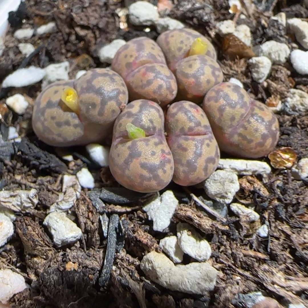肉锥多肉植物组合-勋章953