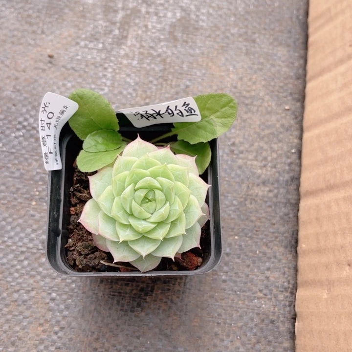 溺****140 带陶瓷盆发货 满28包邮