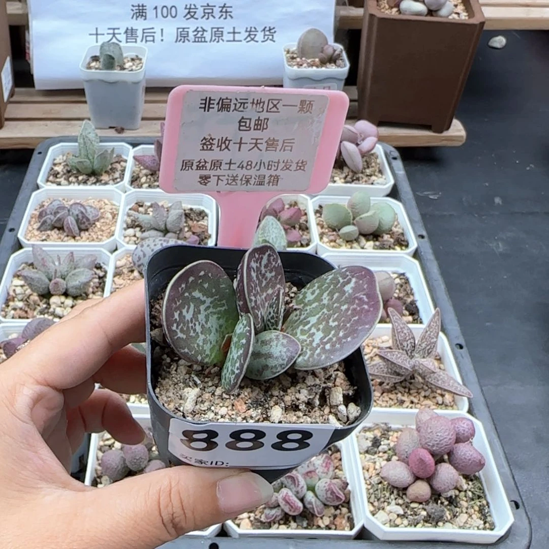 888蝴蝶多肉植物