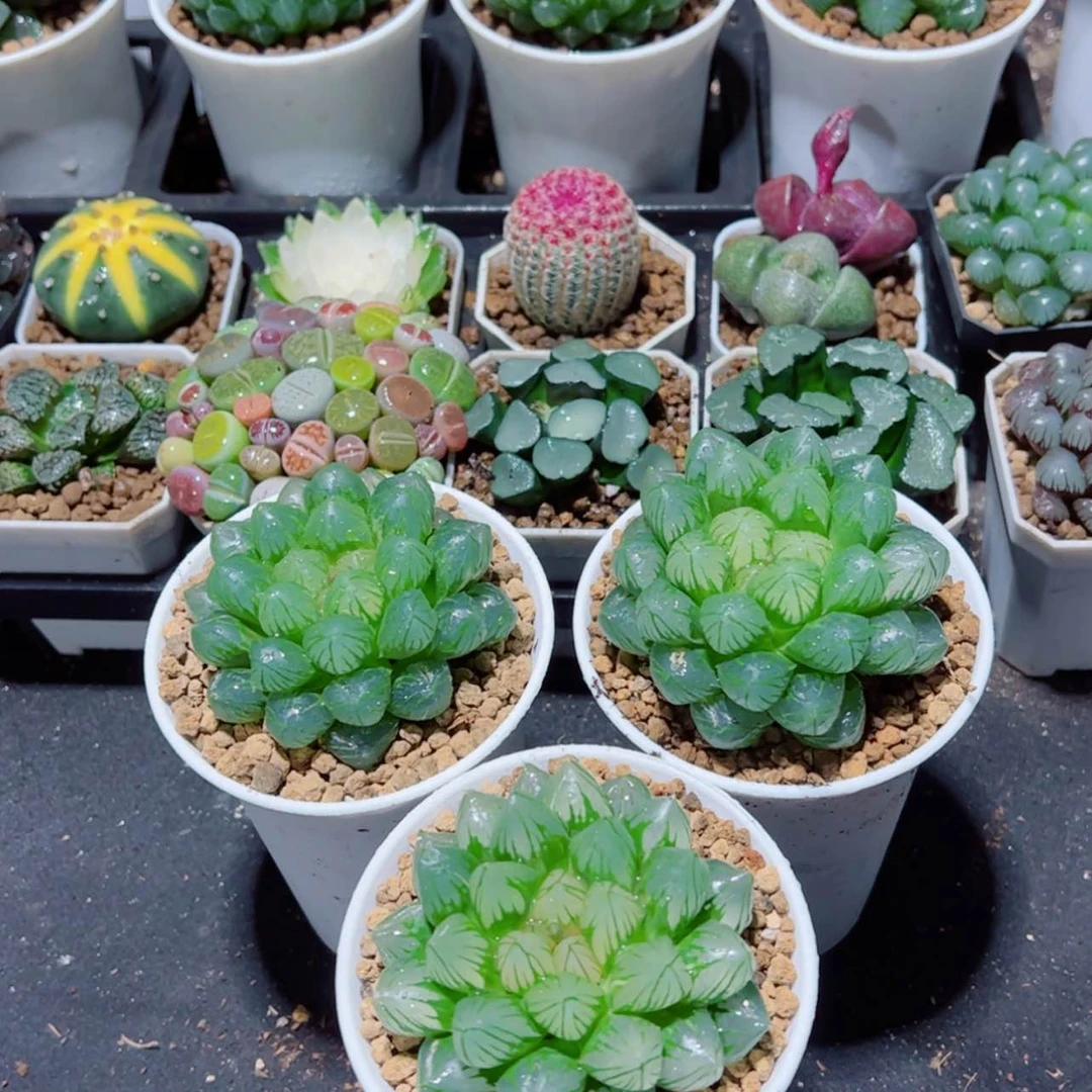 【闪购商品】万象盆Om