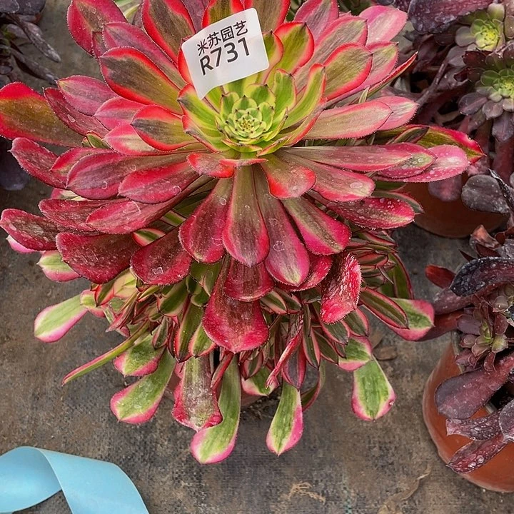 731多肉植物的生长