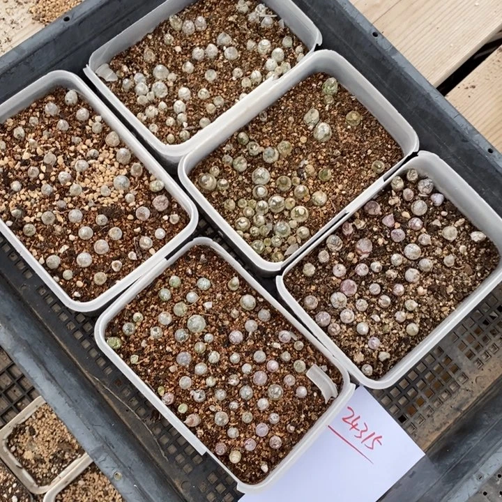 24315。  一组灯泡带盆发货。