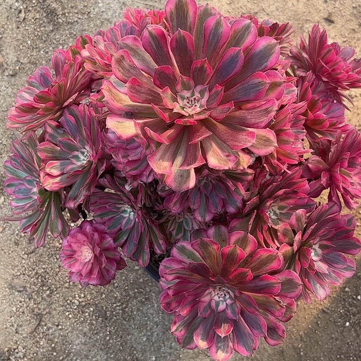 多肉植物铜壶白锦…………