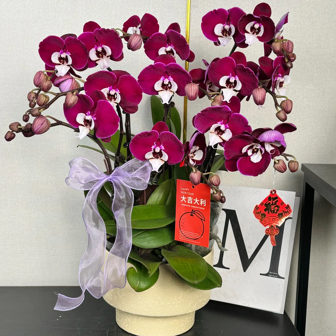 福禄禧【米希尔】蝴蝶兰盆栽花卉观花植物室内四季开花陶瓷盆