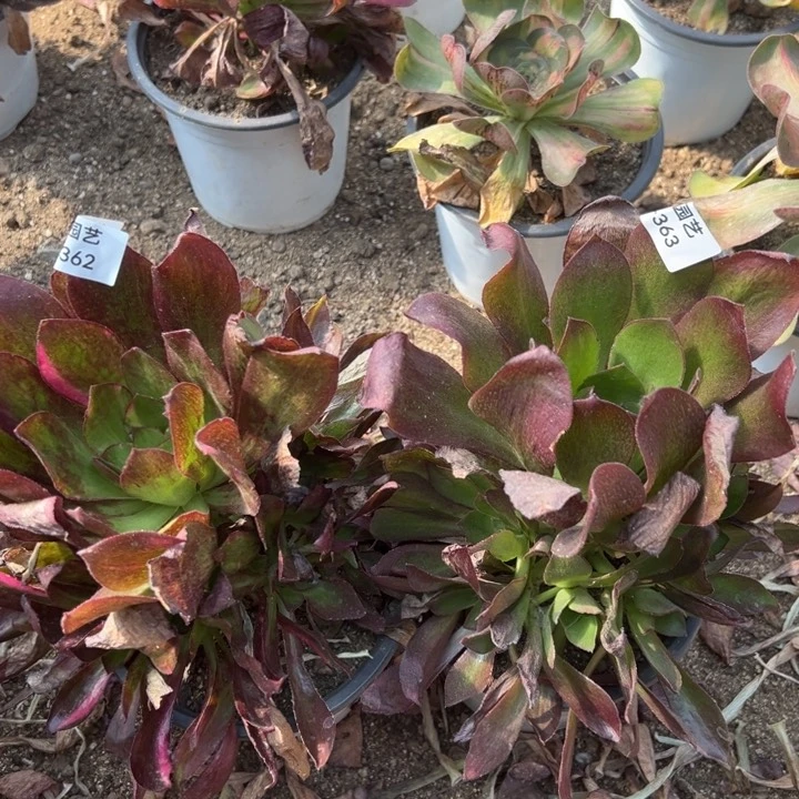 培***堂两颗魅影七彩多肉植物362-63
