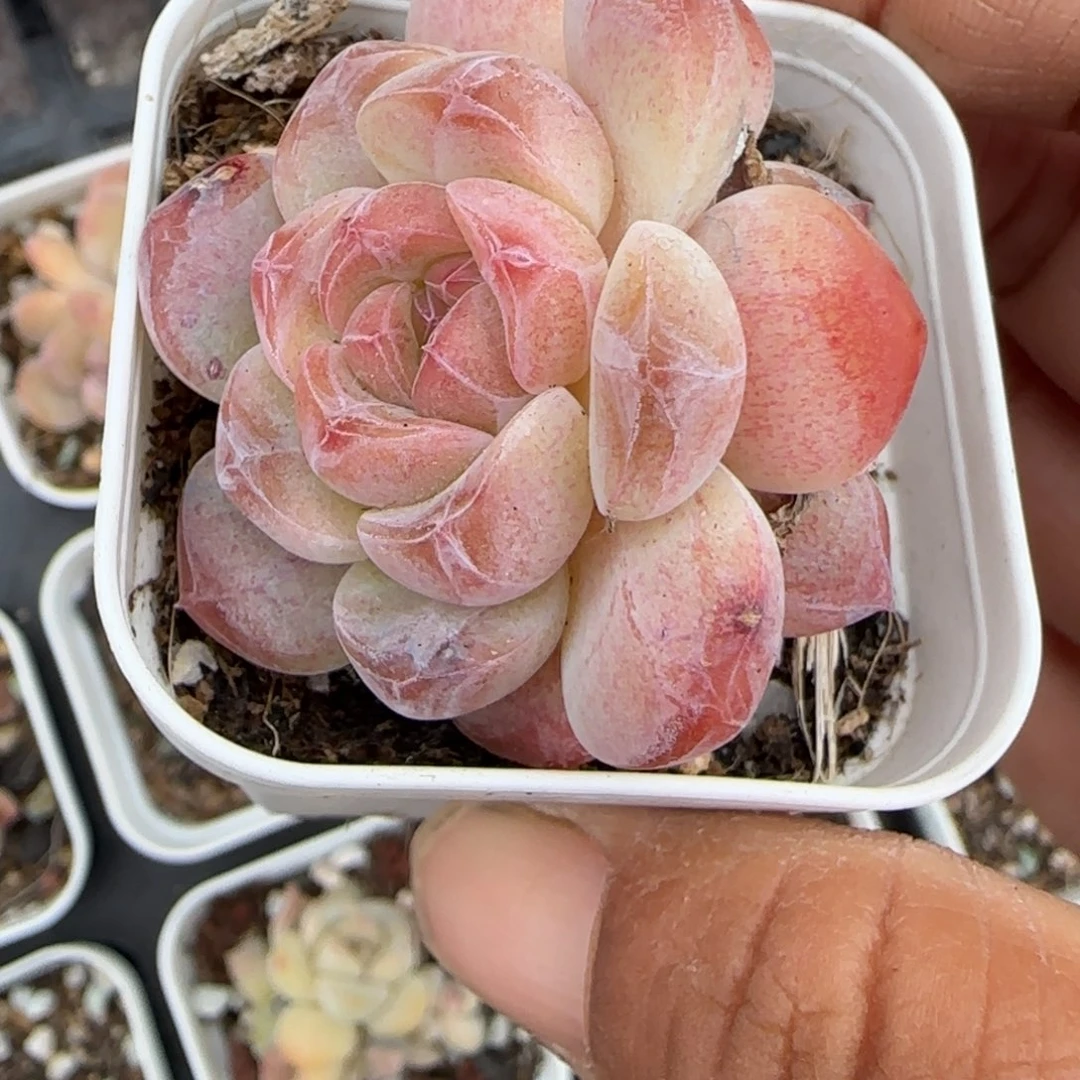 多肉小卡拉米糖心一物一拍