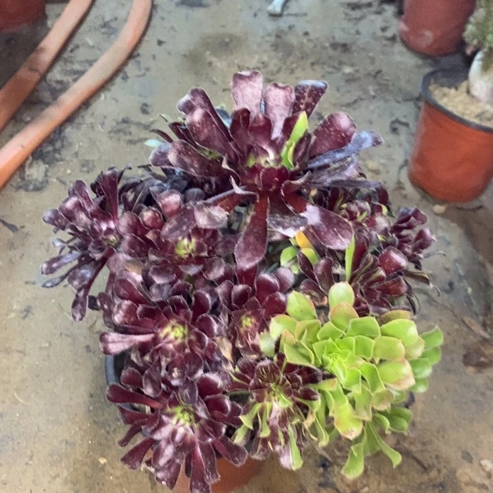 水墨丹青多肉植物38