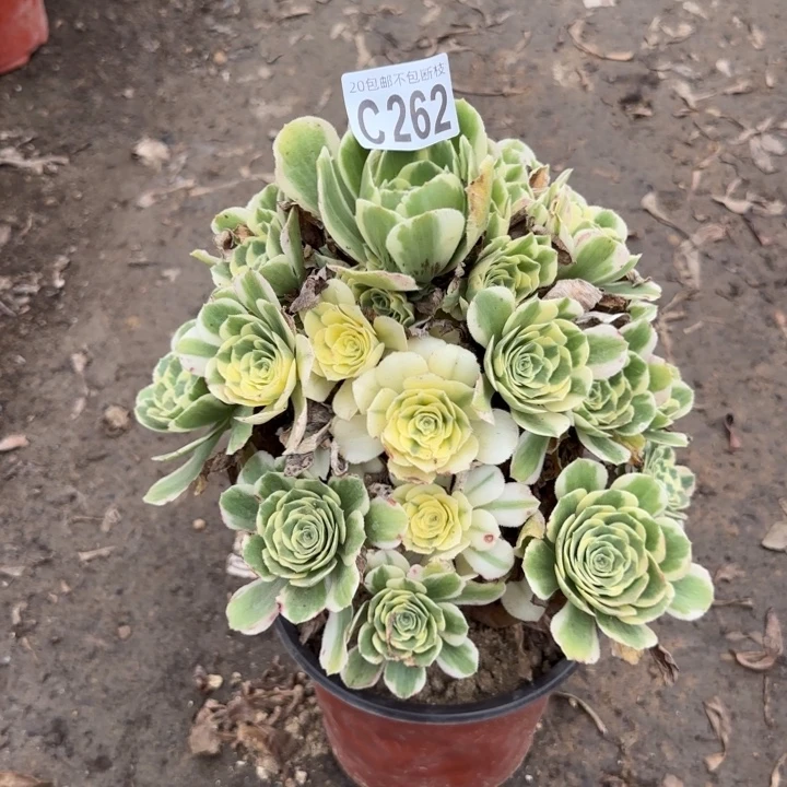 迈巴赫……多肉植物……