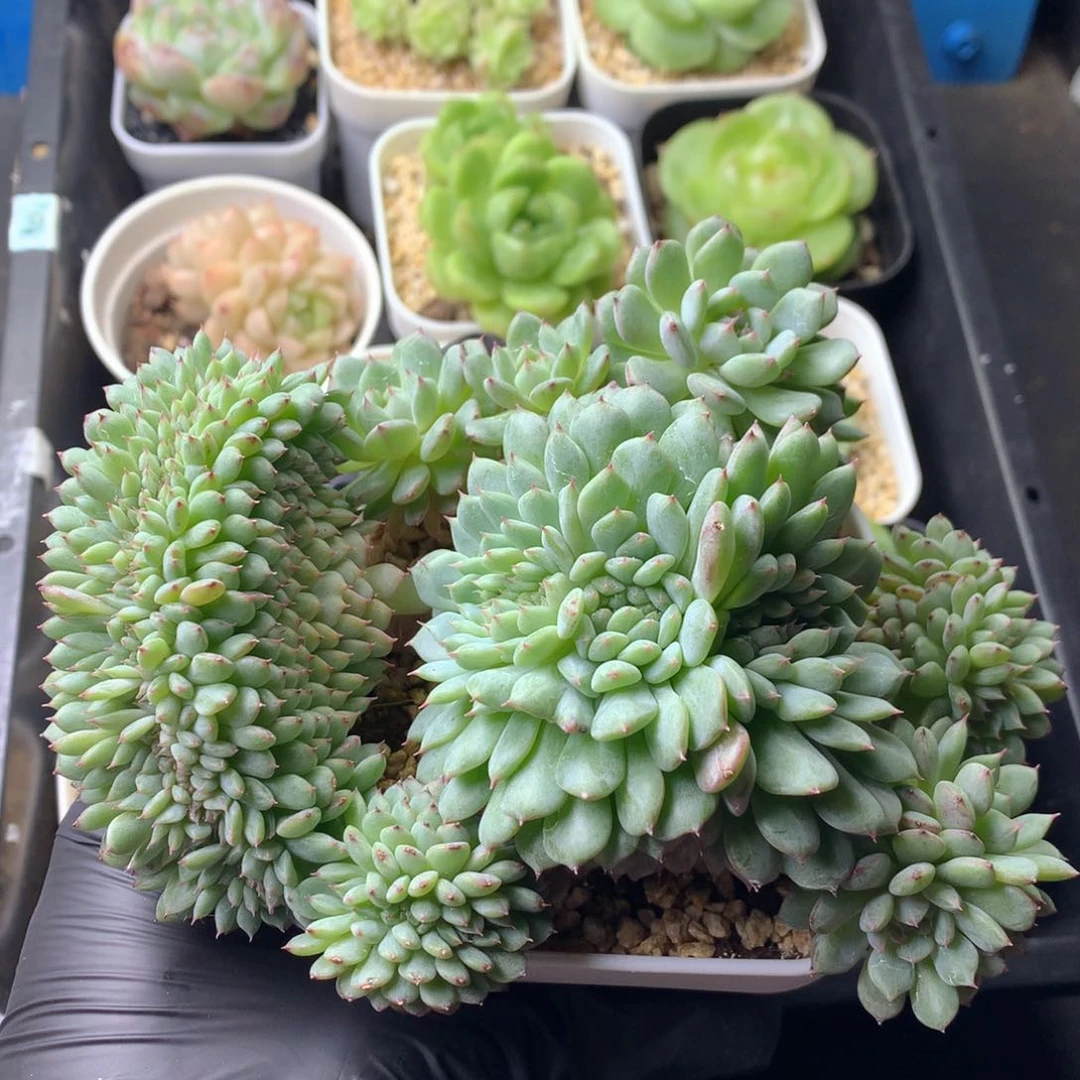 58包邮  群生不包整 113