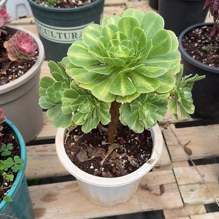法师多肉植物小花