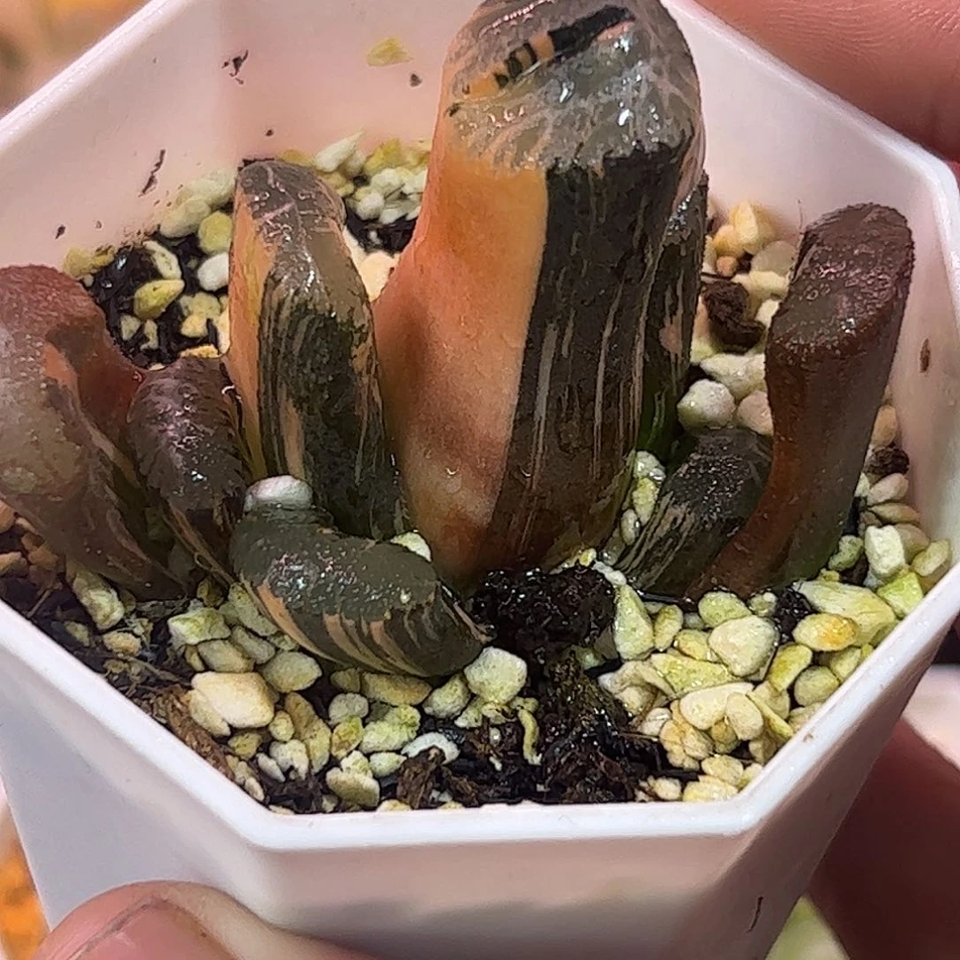 火山玉扇锦十二卷多肉