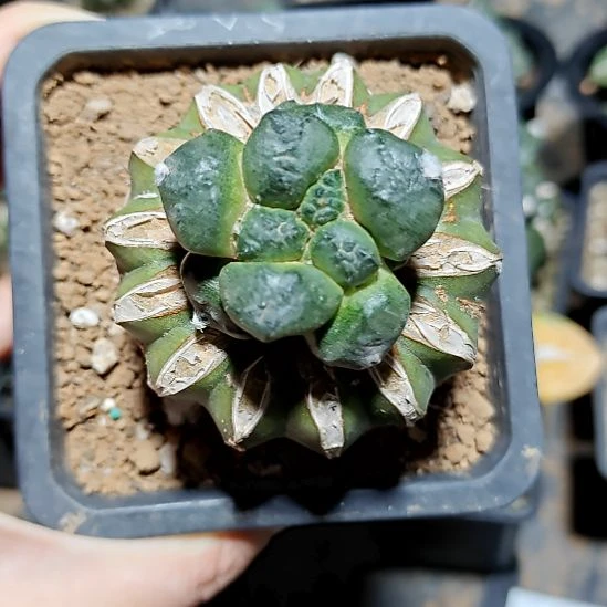 951光面大大连山牡丹苗接