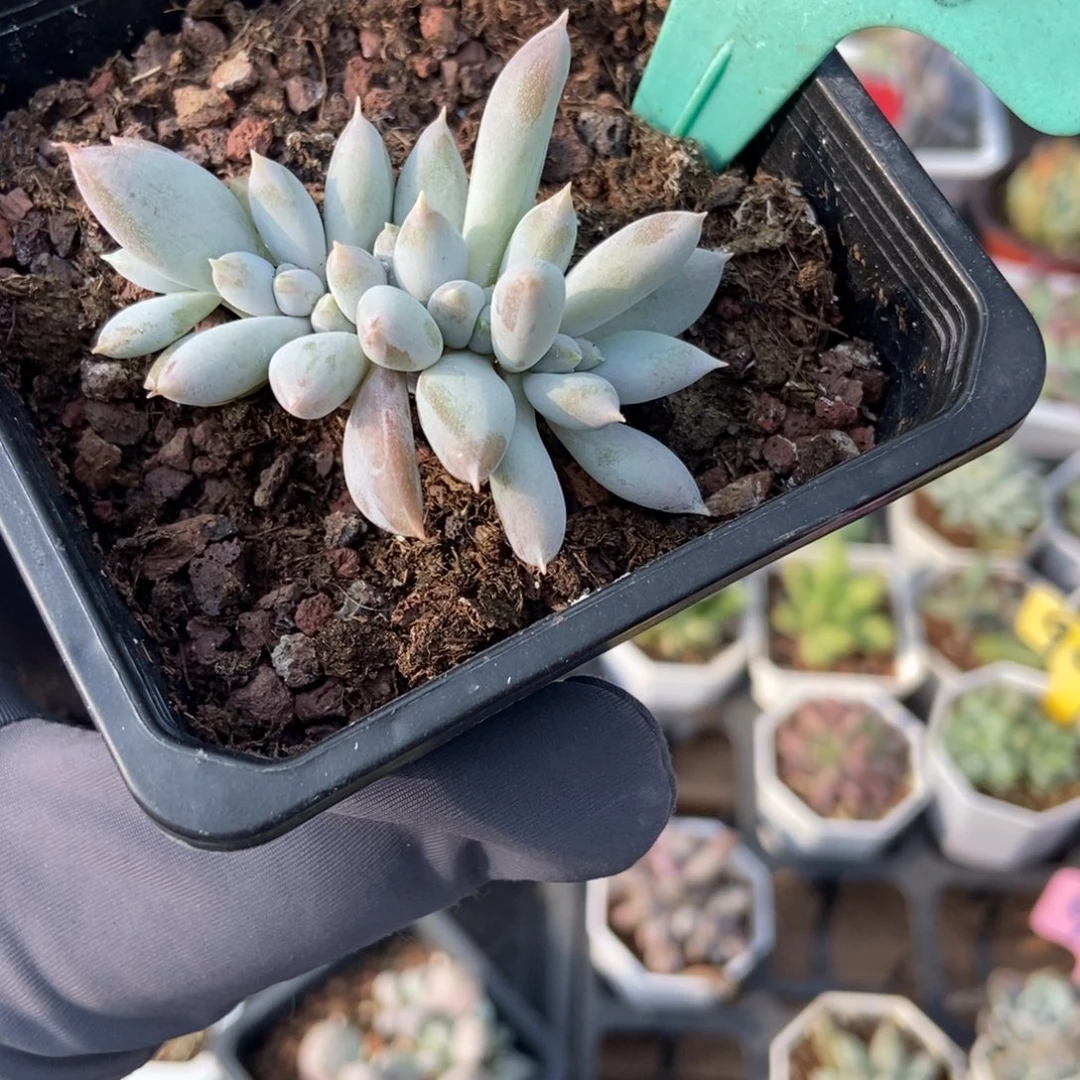 1886哥特多肉植物多肉