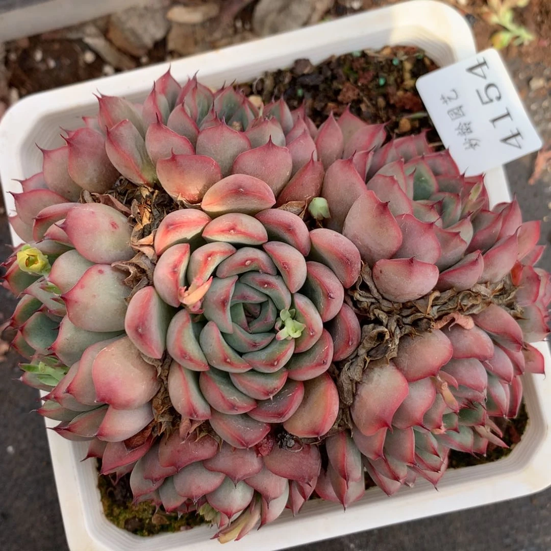 4154杂交精品基地14厘米