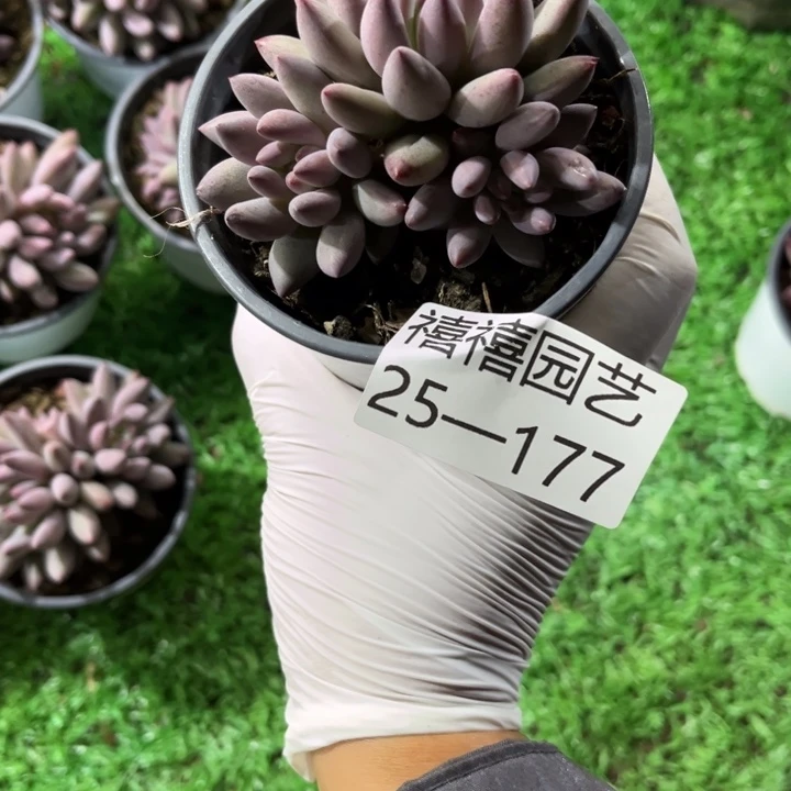 懒**羊25-177虞美人多肉植物