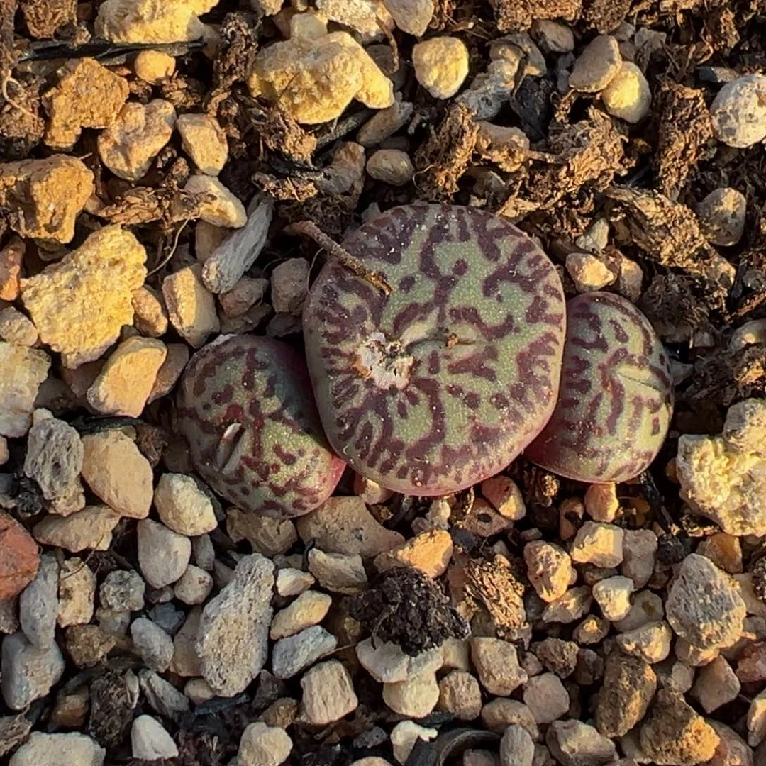 多肉植物111111111111111