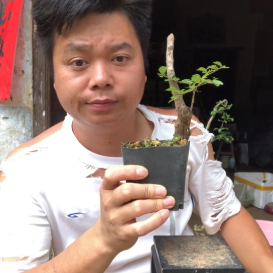 无花朵盆景素材绿植