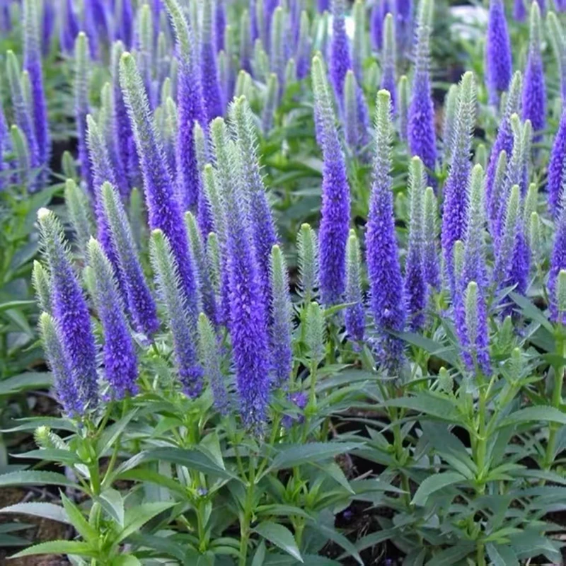 穗花婆婆纳(多年生 花期长 颜值高)庭院阳台开花植物