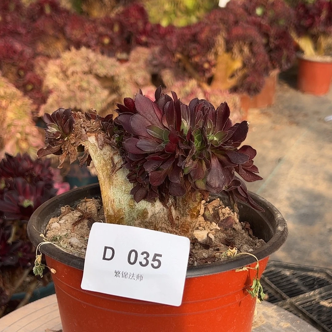 欧紫缀D035所见即所得