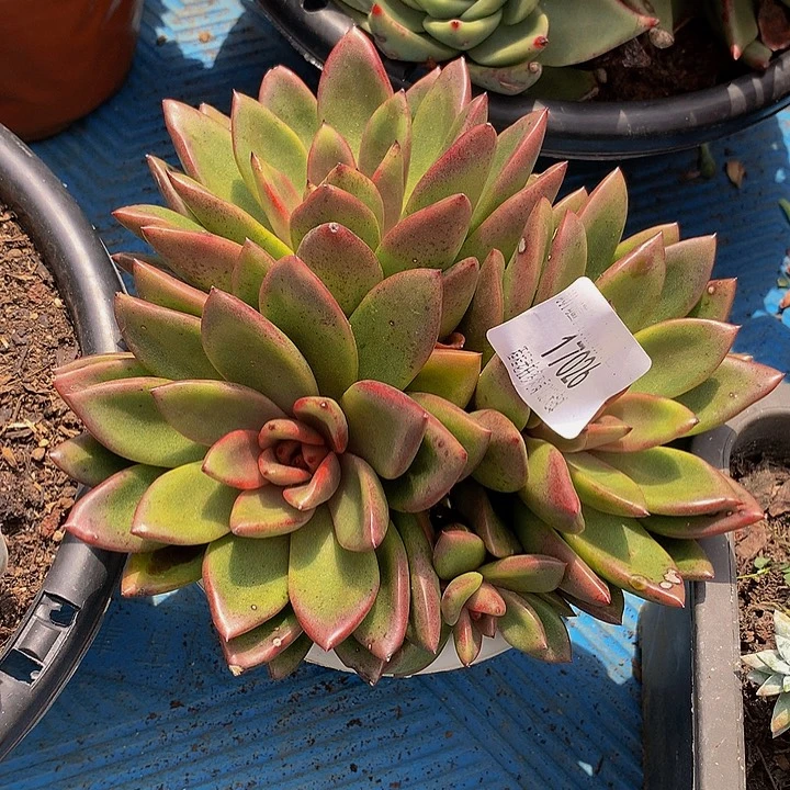 丫***️丰沛玫瑰17026多肉多肉