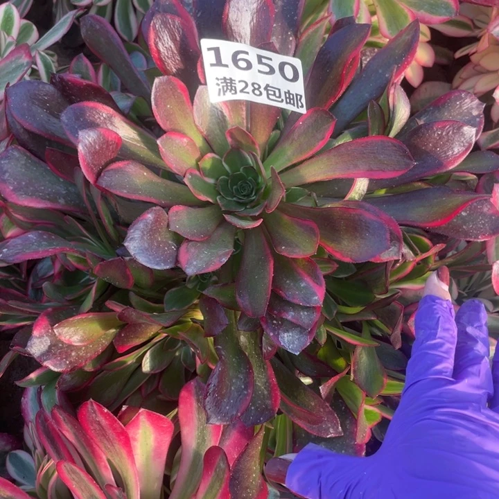 1650一号棚不知道名C