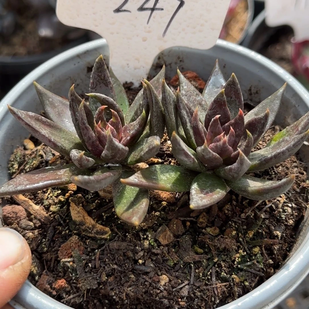 黑骑士247一物一拍包装收缩花旱