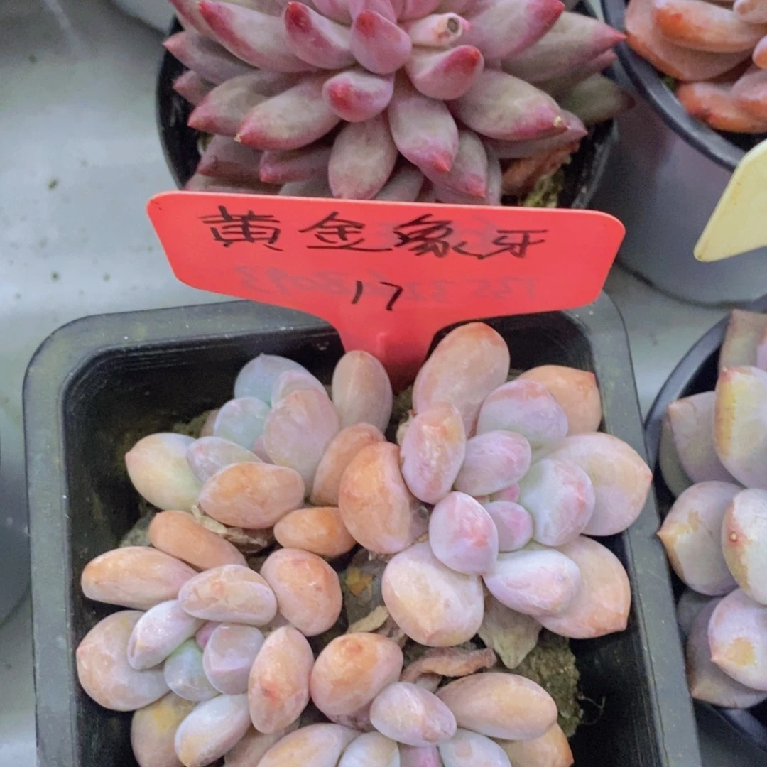 开心多肉，首播福利3