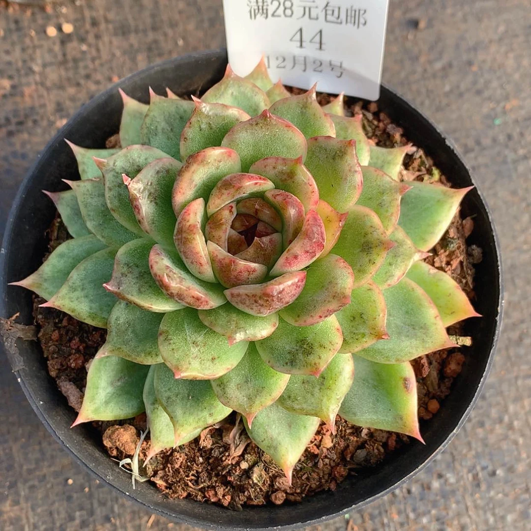 【闪购商品】云44号