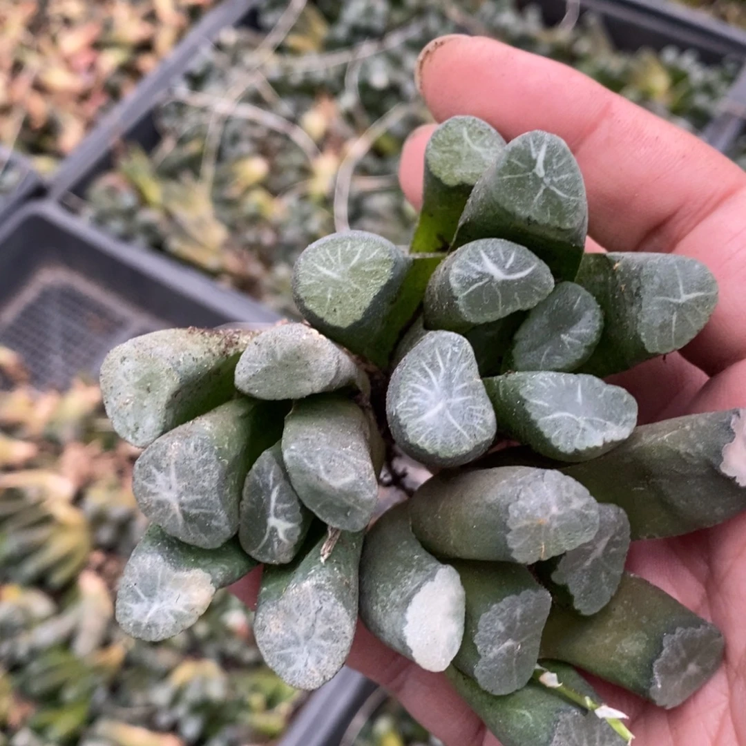 713 一颗西门庆万象 超级福利