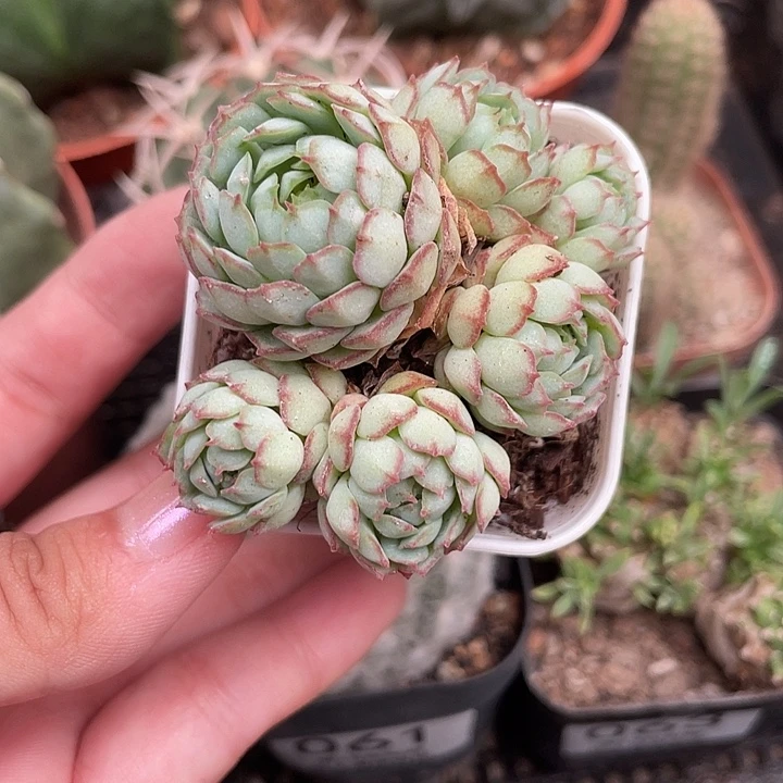 066小红船多肉植物