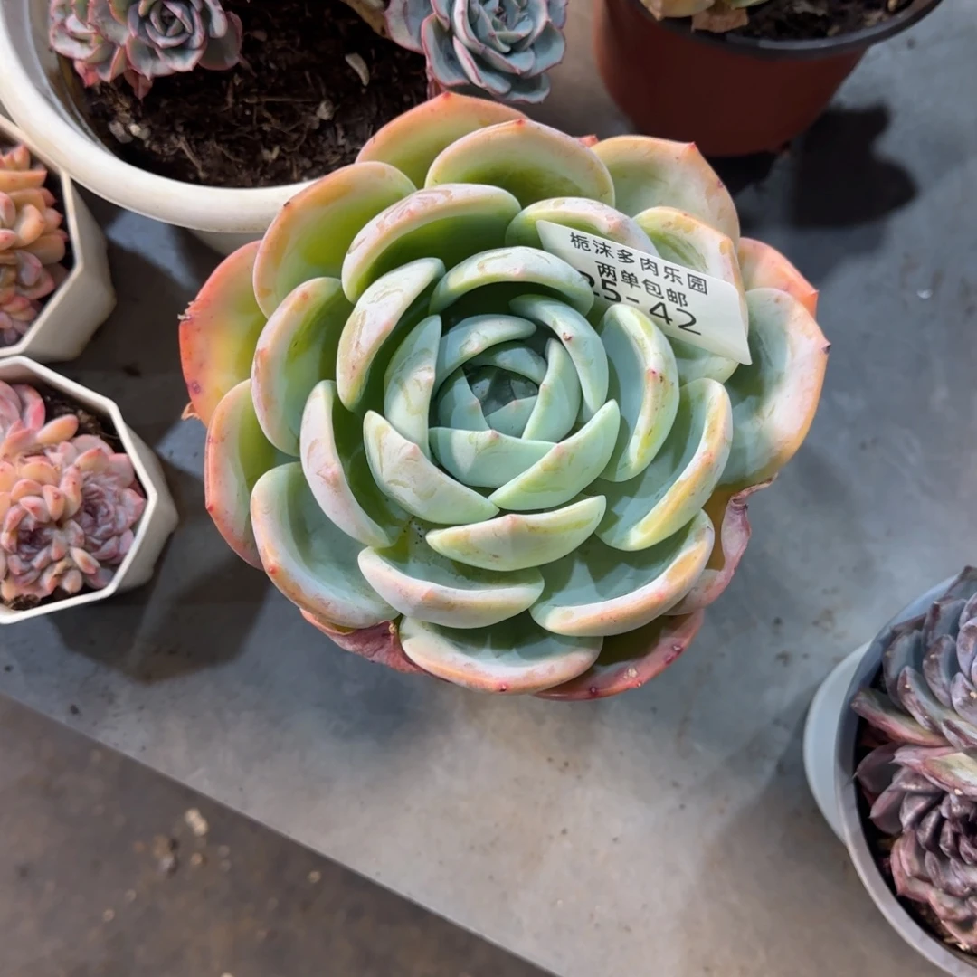 有***味25-42凤城多肉植物
