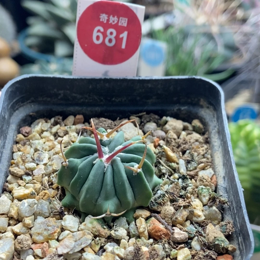 实生豪刺龙剑丸2.8cm