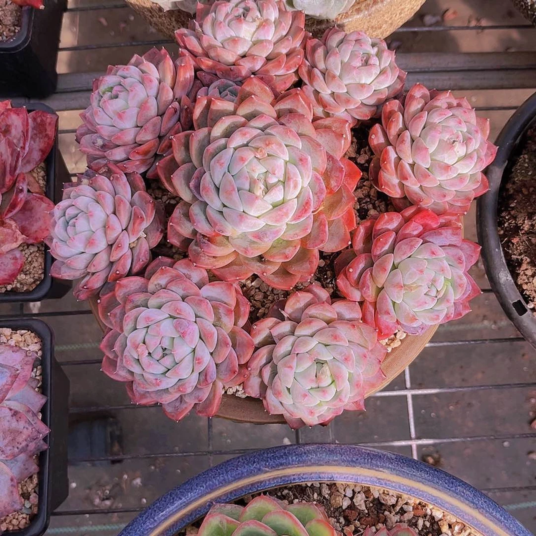 执**?执着0999999999999