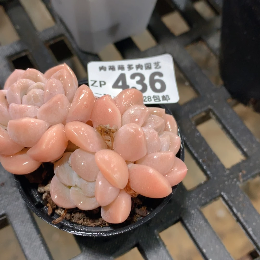 肉萌萌拇指盆精控多肉ZP436