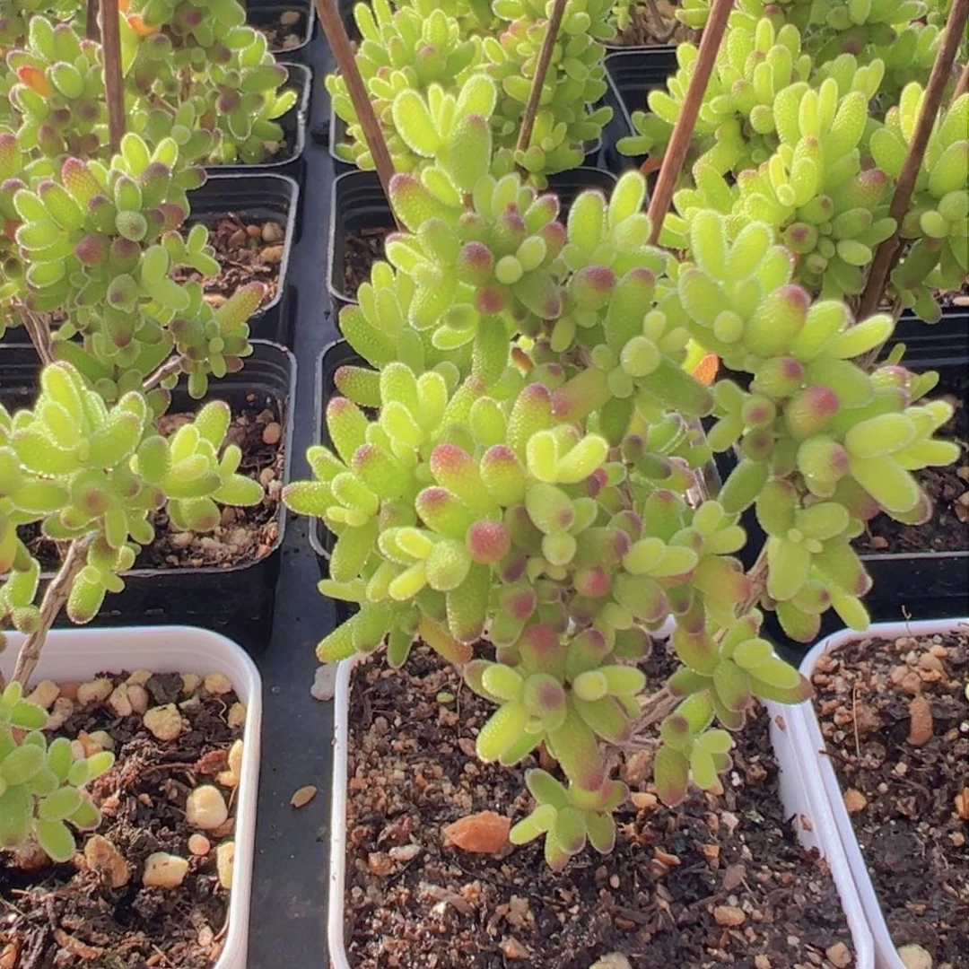 黄金糖球锦老桩55杯送白方