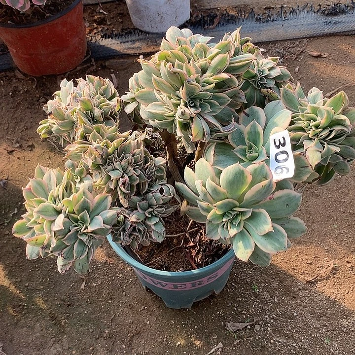 多肉植物灿烂缀306