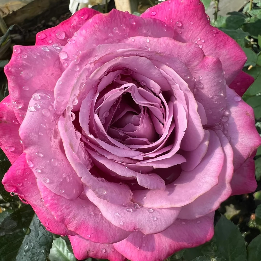 成媛【紫魂香水】切花月季玫瑰花期长庭院阳台盆栽