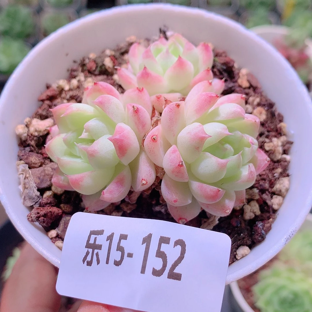 乐然15-152 女王群