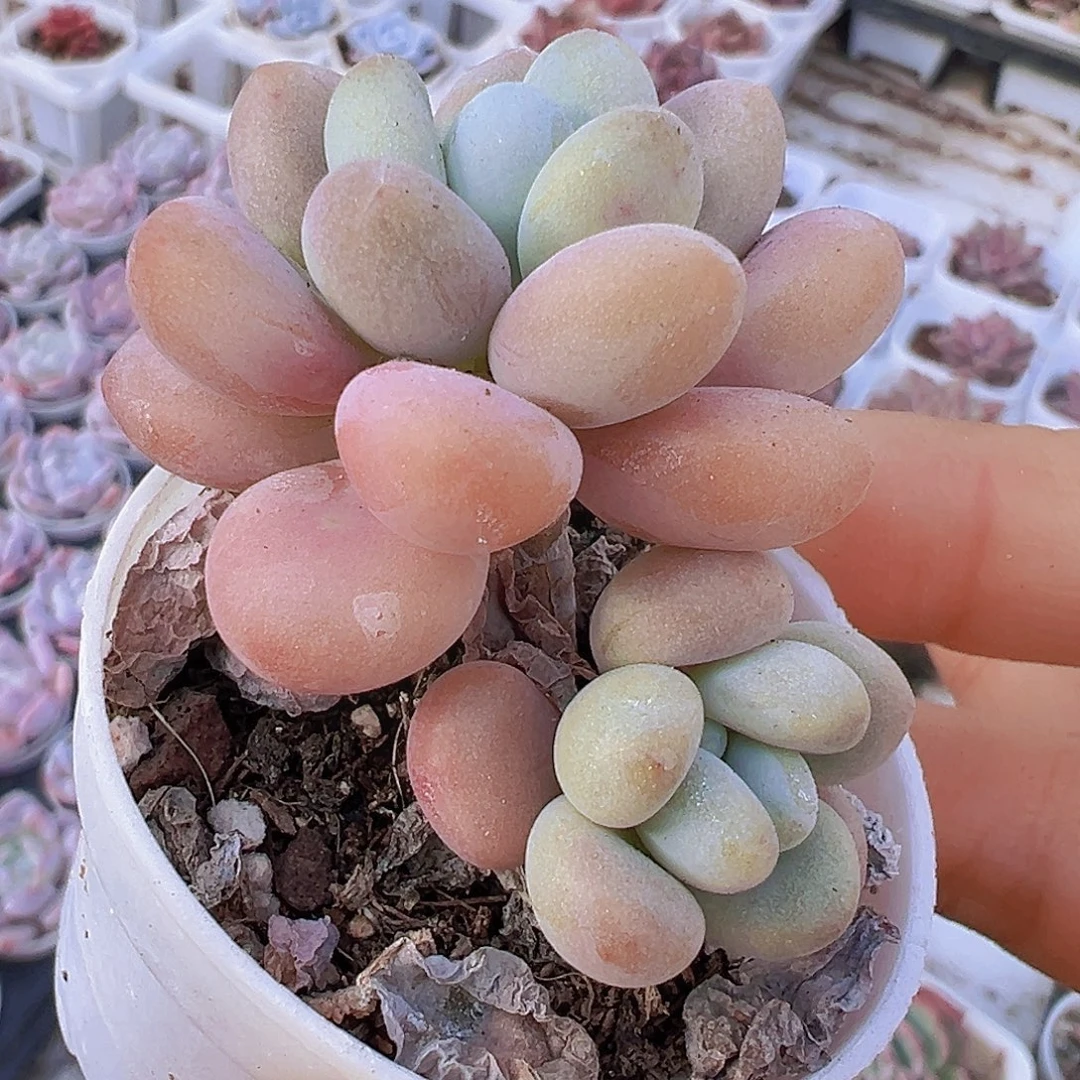 5厘米盆洛神19包邮