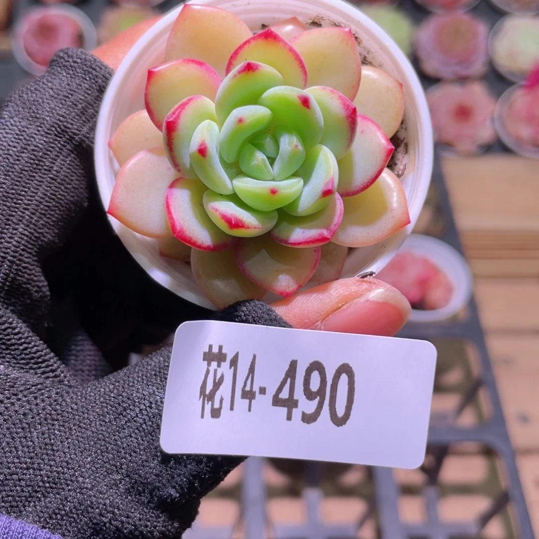 花利美14-490新品