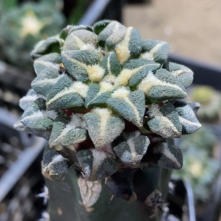 无花朵福利双头黑牡丹045