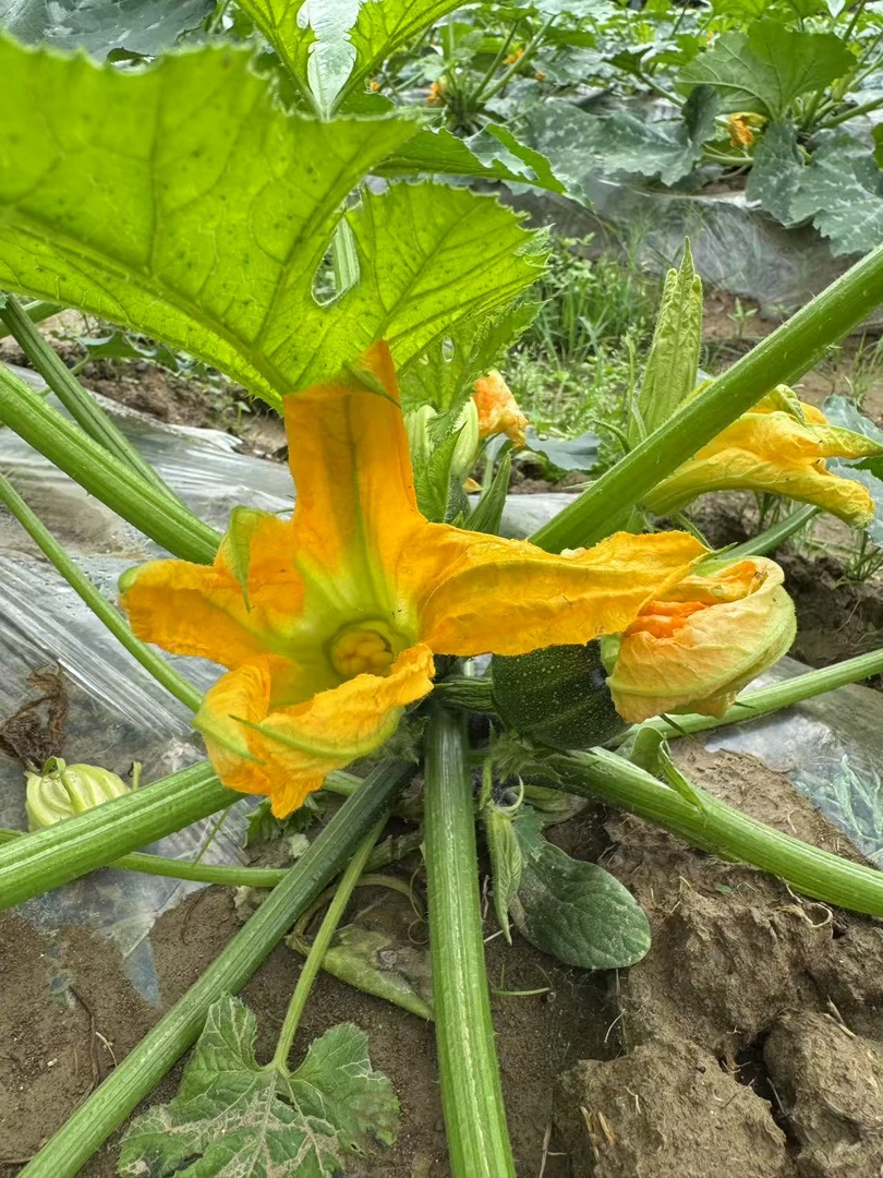 贵州新鲜小南瓜现摘现发当季时令食用蔬菜